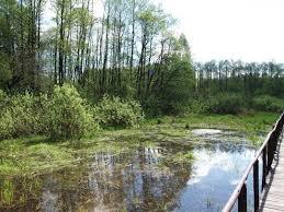 Rezerwat przyrody Łosiowe Błota